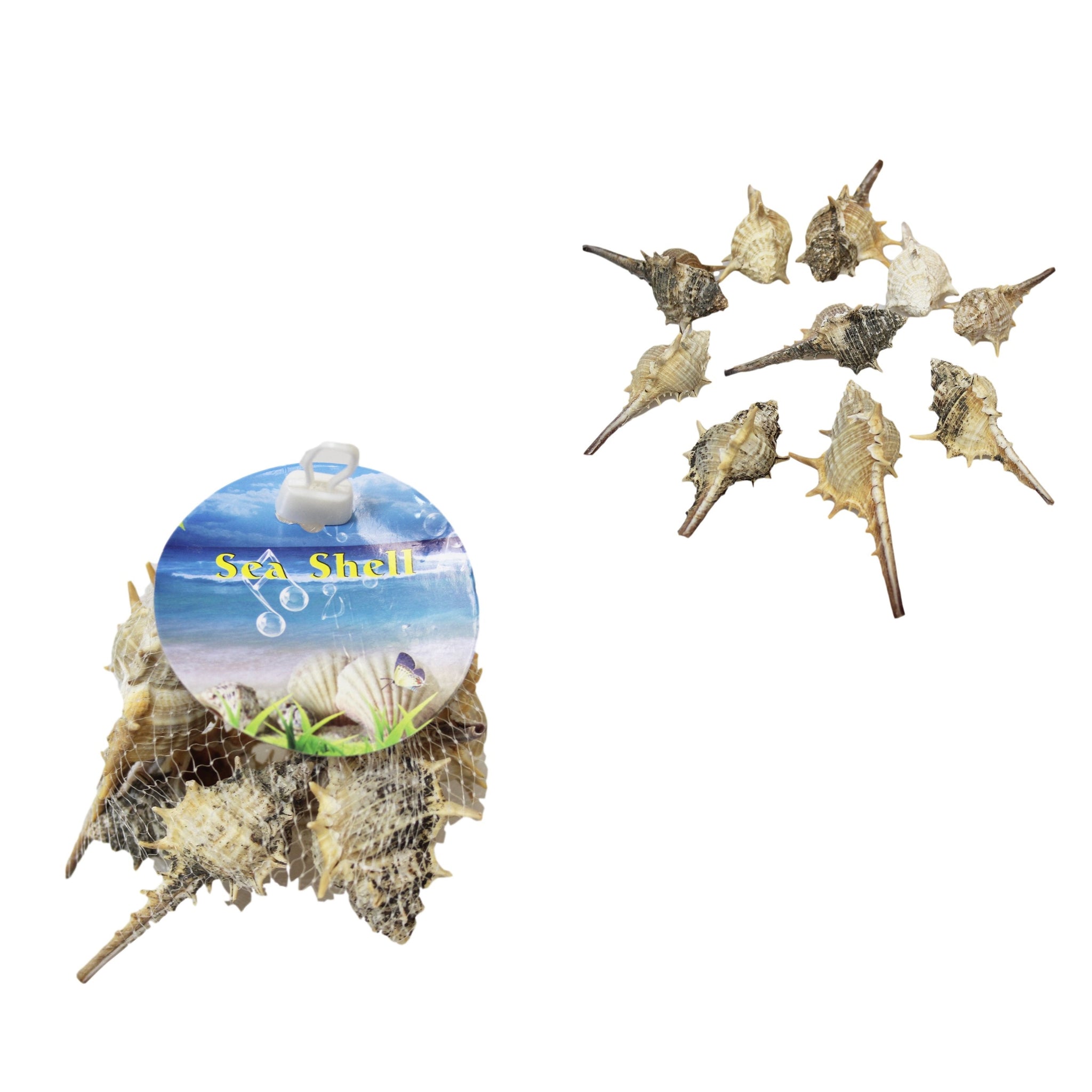 10 Piece Seashells Beach Fish Tank Display Assorted Seashells 4531 (Parcel Rate)p